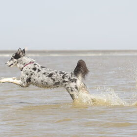 Hondenfoto van Angelique; Bruno, Charlie & Fenna  