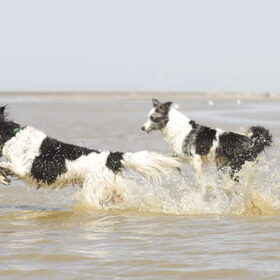 Hondenfoto van Angelique; Bruno, Charlie & Fenna  