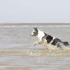 Hondenfoto van Angelique; Bruno, Charlie & Fenna  
