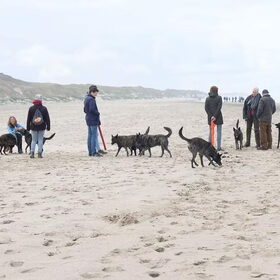 Hondenfoto van Dutchshepherdteam 