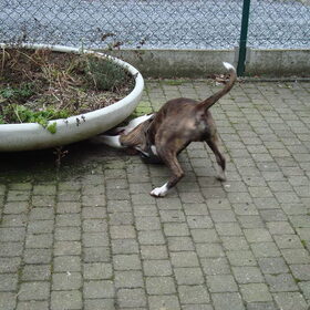 Hondenfoto van Evi * Maya