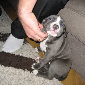 Hondenfoto van blue-indy