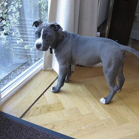 Hondenfoto van blue-indy