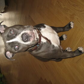 Hondenfoto van blue-indy