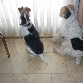 mama en papa fox terrier zitten mooi te wachten tot hun baasje…