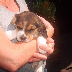 Ivory 4 weekjes oud..