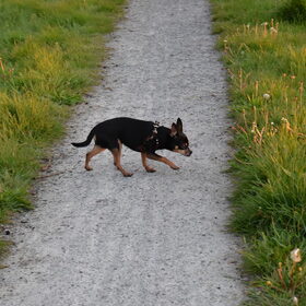 Balou aan de wandel.