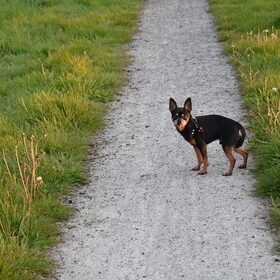 Van Balou hoeven wandelingen niet.