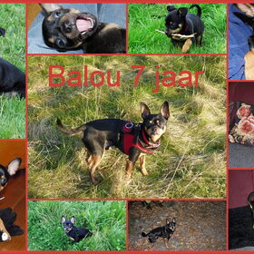 Balou zeven jaar.