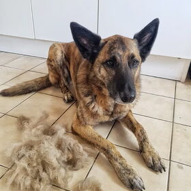 Hondenfoto van Dutchshepherdteam 