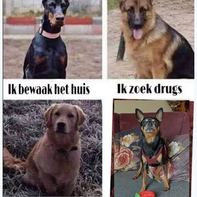 Hondenfoto van Marga en de honden Balou R.I.P., Lotus en kat Nemo.