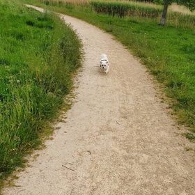 Hondenfoto van Lucia, Lizzy & Ziva