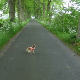 Lotus vind wandelen heerlijk.