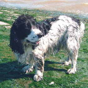 Op het strand was onze Benji pas helemaal in zijn sas.