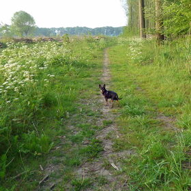 Balou in het bos.