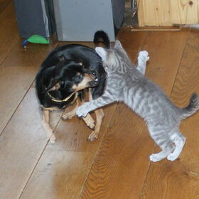 Balou en Nemo zijn aan elkaar gewaagd.
