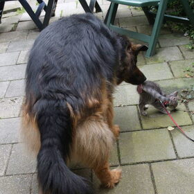 Mowgli geeft kitten Nemo een lebber.