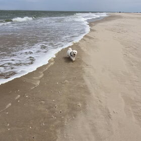 Hondenfoto van Lucia, Lizzy & Ziva