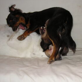 Hondenfoto van Petra,  *Lily Jane*   & Jip