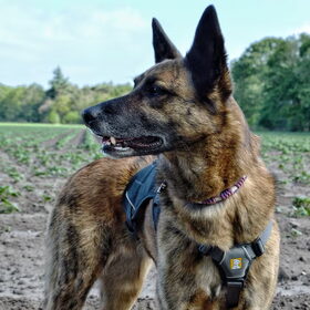 Hondenfoto van Dutchshepherdteam 