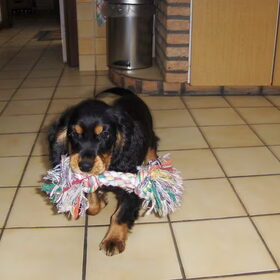 Sunny, 2,5 maand oud