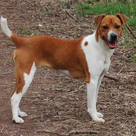 Plummerterrier