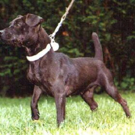 Patterdale Terrier