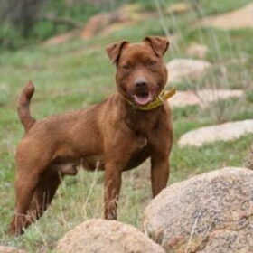 Patterdale Terrier