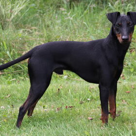 Manchester Terrier