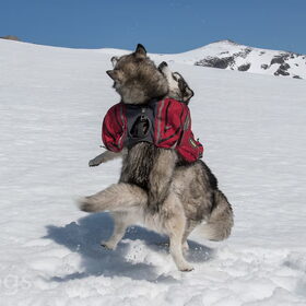 Hondenfoto van Alaska's Finest!