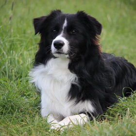 Sam, 9 maanden oud