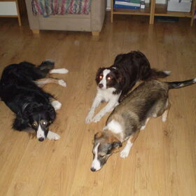 Ff bijkomen....v.l.n.r. Bowie, Hayley en Nanook.