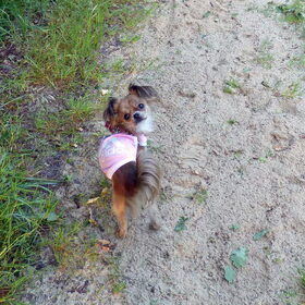 Lotus in het bos tijdens een wandeling.