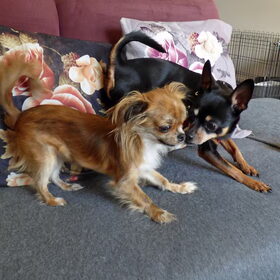 Balou en Lotus aan het spelen.