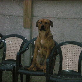 Hondenfoto van Luna (Rottweiler/Argentijnse dogg)