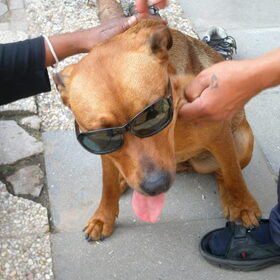Hondenfoto van Luna (Rottweiler/Argentijnse dogg)