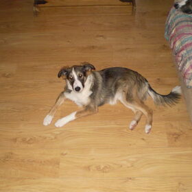 Nanook met 18 weken...