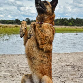 Hondenfoto van Dutchshepherdteam 