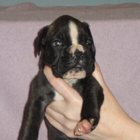Senna 23 dagen oud
