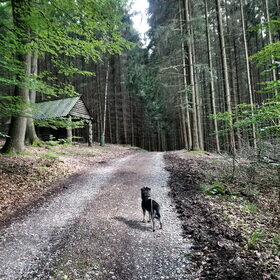 Hondenfoto van Ciska en Spanjaardje Moh (Bambi r.i.p.)