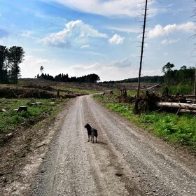 Hondenfoto van Ciska en Spanjaardje Moh (Bambi r.i.p.)