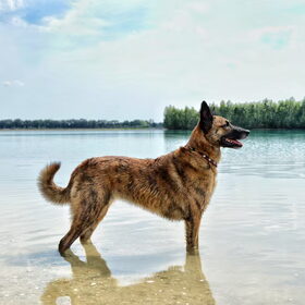 Hondenfoto van Dutchshepherdteam 