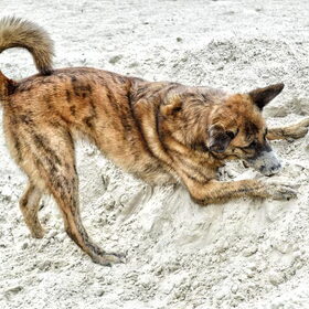 Hondenfoto van Dutchshepherdteam 