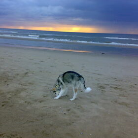 onze wolf