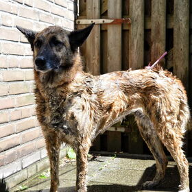 Hondenfoto van Dutchshepherdteam 