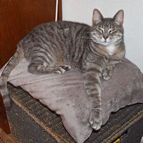 Hondenfoto van Marga en de honden Balou R.I.P., Lotus en kat Nemo.