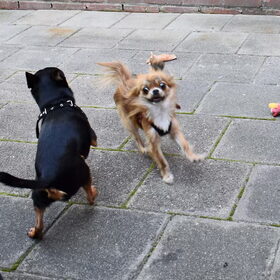 Hondenfoto van Marga en de honden Balou R.I.P., Lotus en kat Nemo.