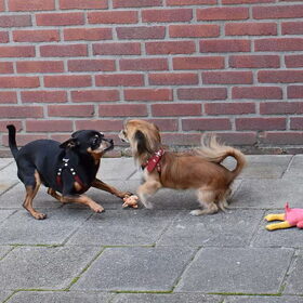 Hondenfoto van Marga en de honden Balou R.I.P., Lotus en kat Nemo.