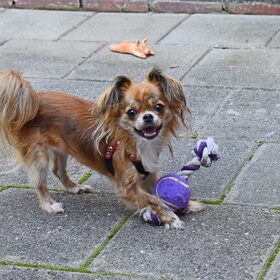 Hondenfoto van Marga en de honden Balou R.I.P., Lotus en kat Nemo.