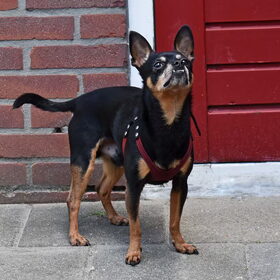 Hondenfoto van Marga en de honden Balou R.I.P., Lotus en kat Nemo.